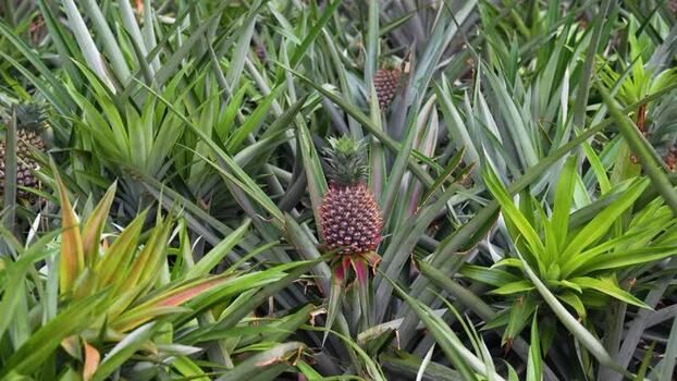 View of pineapples growing in a plantation Bangladesh.