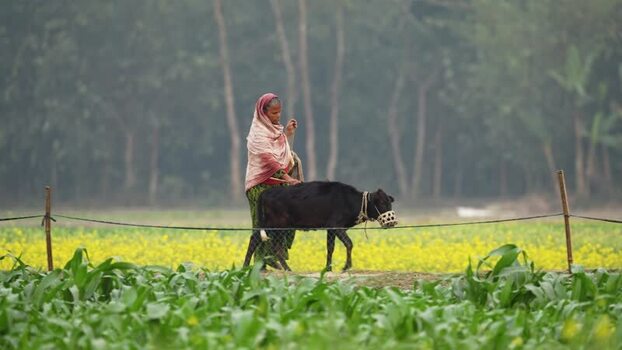 View of a woman walking with a cow through green fields Bangladesh.