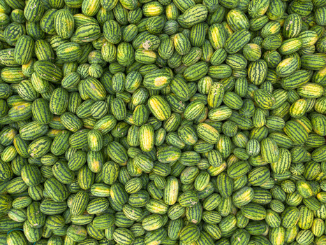 Aerial view of a large collection of vibrant green and yellow striped watermelons creating a lush textured carpet watermelon Dhaka Bangladesh. Aerial view of a large collection of vibrant green and yellow striped watermelons creating a lush textured carpet watermelon Dhaka Bangladesh.