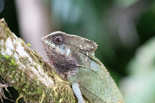 View of a lizard perched on a mossy tree branch in the rainforest of Puerto Jimenez Puntarenas Province Costa Rica. View of a lizard perched on a mossy tree branch in the rainforest of Puerto Jimenez Puntarenas Province Costa Rica.