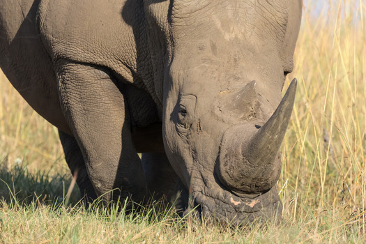 View of a white rhinoceros grazing in the tall yellow grass of the savanna in Waterberg District Municipality Limpopo South Africa. View of a white rhinoceros grazing in the tall yellow grass of the savanna in Waterberg District Municipality Limpopo South Africa.