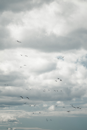 View of a flock of birds flying through a cloudy sky in Kunda Laane Viru County Estonia. View of a flock of birds flying through a cloudy sky in Kunda Laane Viru County Estonia.