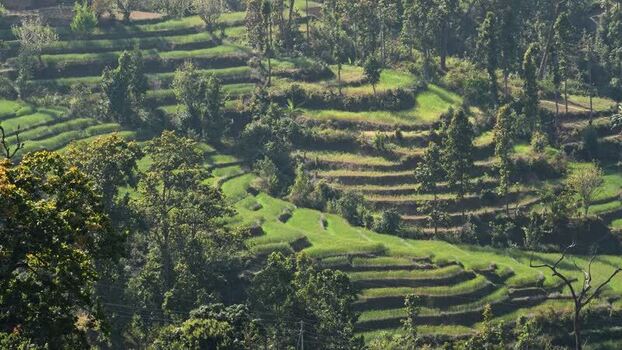 View of terraced green fields on a hillside Nepal.