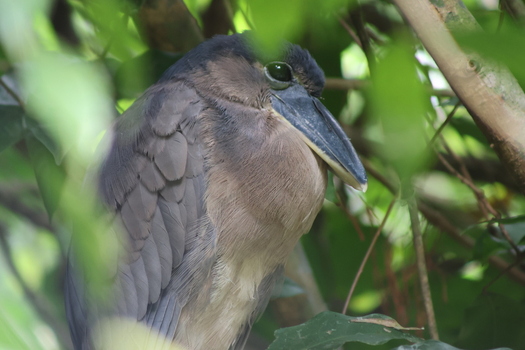 View of a brown heron feathers slightly ruffled nestled amidst lush greenery creating a serene moment in nature Roxana Limón Province Costa Rica. View of a brown heron feathers slightly ruffled nestled amidst lush greenery creating a serene moment in nature Roxana Limón Province Costa Rica.