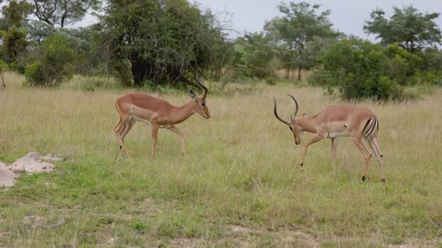 View of two impalas sparring in Kruger National Park South Africa.
