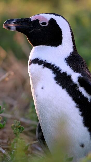View of an African penguin at Stoney Point Penguin Colony South Africa. View of an African penguin at Stoney Point Penguin Colony South Africa.