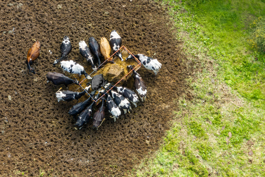 Aerial view of a herd of cows feeding from a hay feeder in a muddy enclosure surrounded by green grass Sete Cidades Azores Portugal. Aerial view of a herd of cows feeding from a hay feeder in a muddy enclosure surrounded by green grass Sete Cidades Azores Portugal.