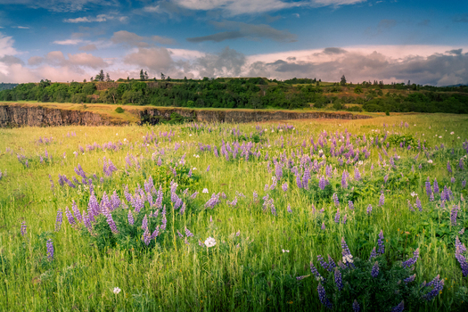 View of a vibrant field of purple lupine flowers blooming under a dramatic sky with rolling hills and a rocky cliff in the background in Hood River Oregon United States.