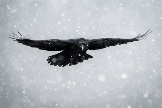 View of a black crow flying through falling snow with wings spread wide against a soft grey background in Debrzno Pomeranian Voivodeship Poland.