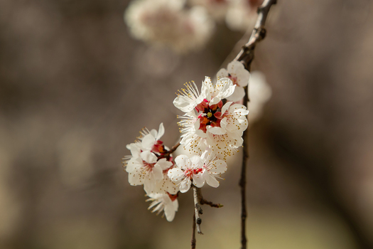 View of delicate white cherry blossoms with red centers blooming on a branch during springtime Hunza Nagar Gilgit Pakistan. View of delicate white cherry blossoms with red centers blooming on a branch during springtime Hunza Nagar Gilgit Pakistan.