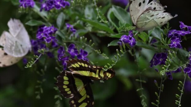 View of butterflies on purple flowers in Hunawihr France.