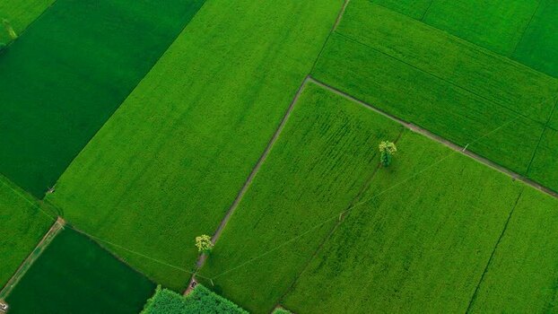 Aerial view of lush green rice fields in the countryside India.