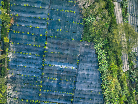 Aerial view of Goalpara Tea Park with rows of tea bushes under protective black netting surrounded by lush tropical vegetation in Kecamatan Sukaraja Jawa Barat Indonesia. Aerial view of Goalpara Tea Park with rows of tea bushes under protective black netting surrounded by lush tropical vegetation in Kecamatan Sukaraja Jawa Barat Indonesia.