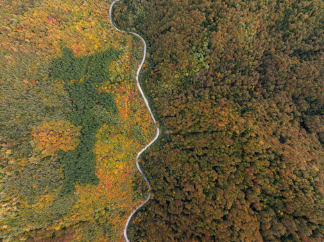 Aerial view of a winding road cutting through a dense forest with vibrant autumn foliage in Bulgaria. Aerial view of a winding road cutting through a dense forest with vibrant autumn foliage in Bulgaria.