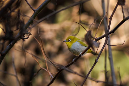 View of an Indian white eye perched on a thin branch among tangled twigs in soft sunlight Lahore Punjab Pakistan.