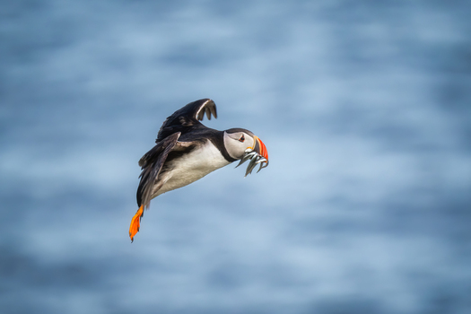 View of an Atlantic Puffin in flight carrying small fish in its beak over the blue sea at the Saltee Islands Ireland. View of an Atlantic Puffin in flight carrying small fish in its beak over the blue sea at the Saltee Islands Ireland.