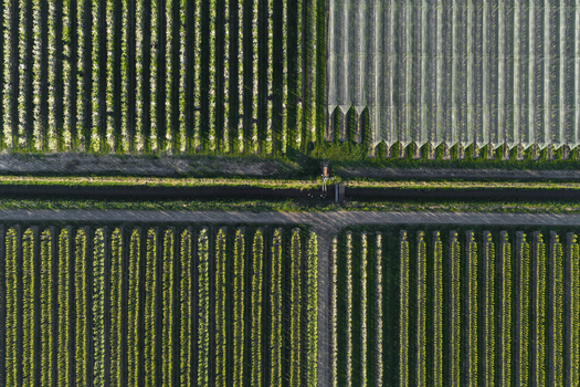Aerial view of symmetrical rows of trees in an orchard and white protective netting divided by a central path in Flevoland Netherlands.