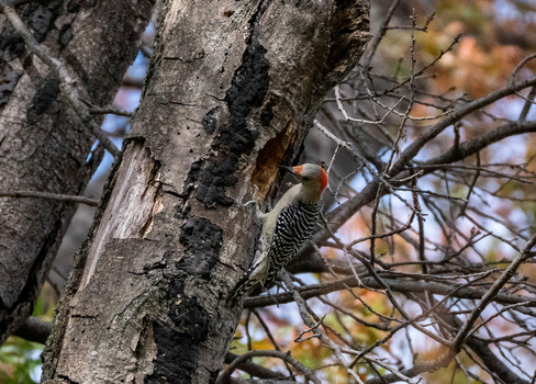 View of a Red bellied Woodpecker perched on a textured tree trunk at the Edwin B. Forsythe National Wildlife Refuge in Galloway New Jersey United States. View of a Red bellied Woodpecker perched on a textured tree trunk at the Edwin B. Forsythe National Wildlife Refuge in Galloway New Jersey United States.
