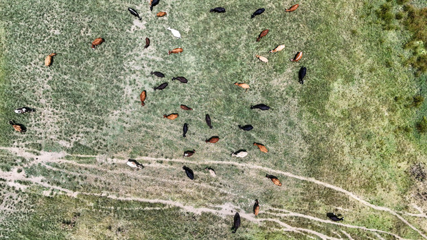 Aerial view of a herd of cattle grazing on a lush green pasture with visible dirt tracks in Bloemfontein Free State South Africa. Aerial view of a herd of cattle grazing on a lush green pasture with visible dirt tracks in Bloemfontein Free State South Africa.