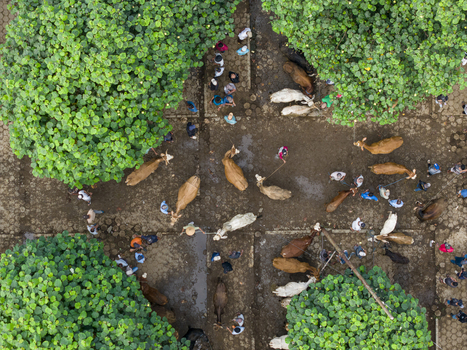Aerial view of Animal Market Prambanan with cows and people gathered under lush green trees in Kecamatan Prambanan Jawa Tengah Indonesia. Aerial view of Animal Market Prambanan with cows and people gathered under lush green trees in Kecamatan Prambanan Jawa Tengah Indonesia.
