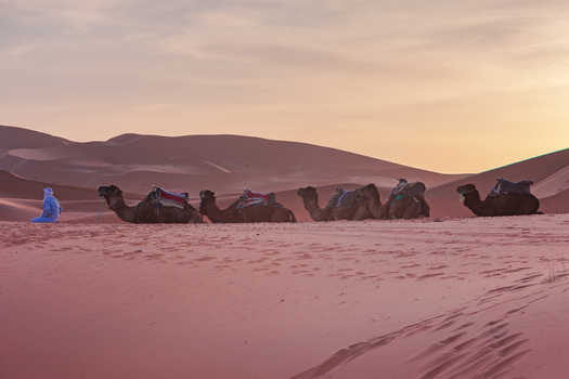 View of a person in traditional clothing resting near a caravan of camels lying on the sand dunes of the Sahara desert during a soft sunset in Morocco.