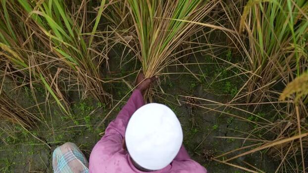 View of a farmer harvesting rice in a rural field Bangladesh. View of a farmer harvesting rice in a rural field Bangladesh.