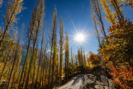 View of tall golden poplar trees lining a road in Hunza Valley under a bright sunburst and clear blue sky in Karimabad GB Pakistan. View of tall golden poplar trees lining a road in Hunza Valley under a bright sunburst and clear blue sky in Karimabad GB Pakistan.