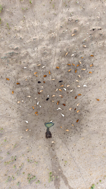 Aerial view of a herd of cattle gathered around a water trough in a dry arid pasture in Navalmoral de la Mata Extremadura Spain.
