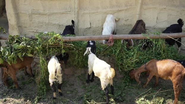 View of goats eating green fodder in a rural farm setting Nepal. View of goats eating green fodder in a rural farm setting Nepal.