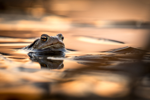 View of a common toad partially submerged in calm water during golden hour with soft reflections in Debrzno Pomeranian Voivodeship Poland.