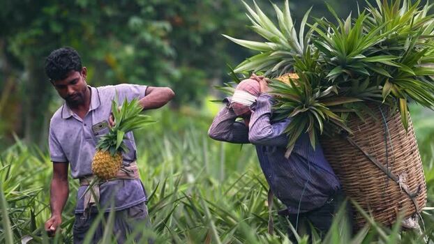 View of farmers harvesting pineapples in a lush field Bangladesh. View of farmers harvesting pineapples in a lush field Bangladesh.