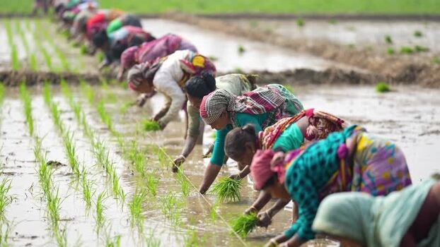 View of women planting rice seedlings in a flooded field Bangladesh. View of women planting rice seedlings in a flooded field Bangladesh.