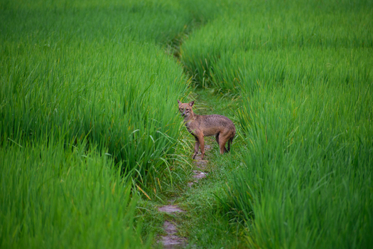 View of a golden jackal standing on a narrow path in a lush green rice field in Bogura Rajshahi Division Bangladesh. View of a golden jackal standing on a narrow path in a lush green rice field in Bogura Rajshahi Division Bangladesh.
