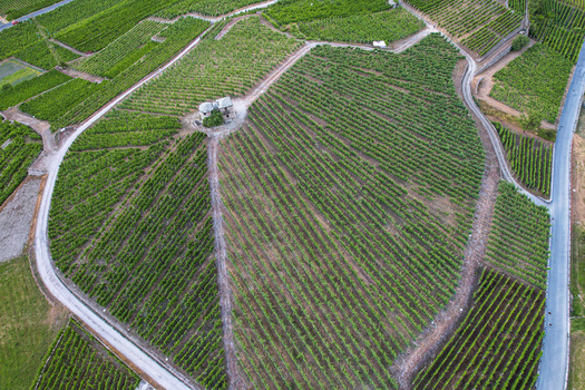 Aerial view of lush green vineyards on a hillside with a small stone building and winding dirt paths Aymavilles Aosta Valley Italy. Aerial view of lush green vineyards on a hillside with a small stone building and winding dirt paths Aymavilles Aosta Valley Italy.