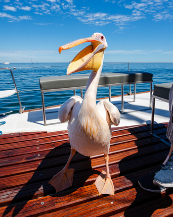 View of a pelican standing proudly on a boat with an open beak contrasting with the azure sea and clear sky Walvis Bay Erongo Region Namibia. View of a pelican standing proudly on a boat with an open beak contrasting with the azure sea and clear sky Walvis Bay Erongo Region Namibia.