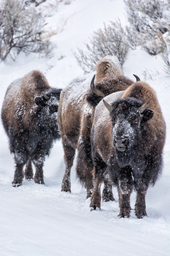 View of three American bison walking through deep snow in a winter landscape in Yellowstone National Park Wyoming United States. View of three American bison walking through deep snow in a winter landscape in Yellowstone National Park Wyoming United States.