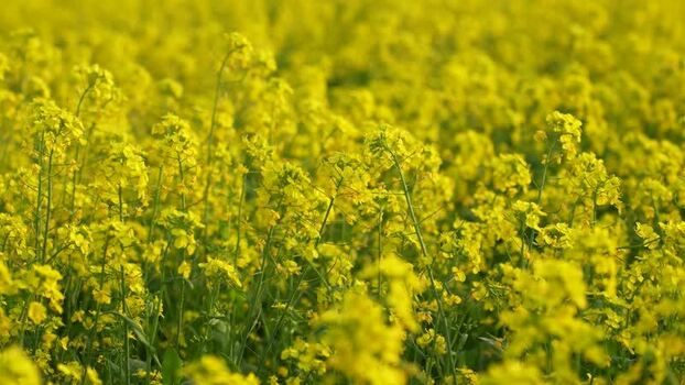 View of blooming mustard field in Bogura Bangladesh.