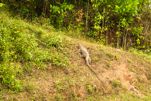 View of a large monitor lizard crawling up a grassy hillside surrounded by lush tropical vegetation in Mirissa Southern Province Sri Lanka. View of a large monitor lizard crawling up a grassy hillside surrounded by lush tropical vegetation in Mirissa Southern Province Sri Lanka.