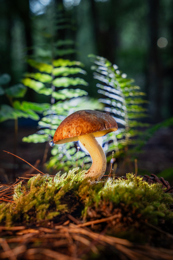 View of a brown capped mushroom pushing through vivid green moss and dry needles on a dappled forest floor Kabupaten Soppeng South Sulawesi Indonesia.