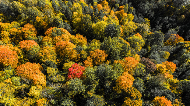 Aerial view of a dense forest with vibrant autumn foliage in shades of red orange and yellow in Sigulda Sigulda Municipality Latvia. Aerial view of a dense forest with vibrant autumn foliage in shades of red orange and yellow in Sigulda Sigulda Municipality Latvia.