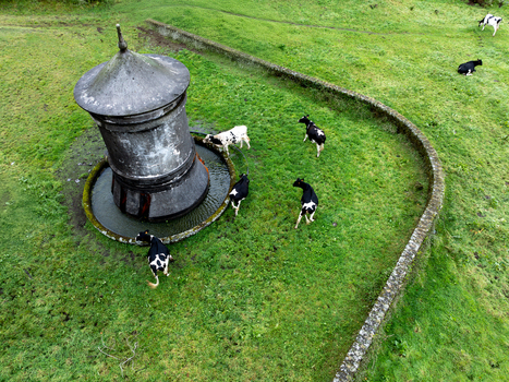 Aerial view of a historic stone water trough and grazing cows in a lush green pasture surrounded by a low stone wall Sete Cidades Azores Portugal. Aerial view of a historic stone water trough and grazing cows in a lush green pasture surrounded by a low stone wall Sete Cidades Azores Portugal.