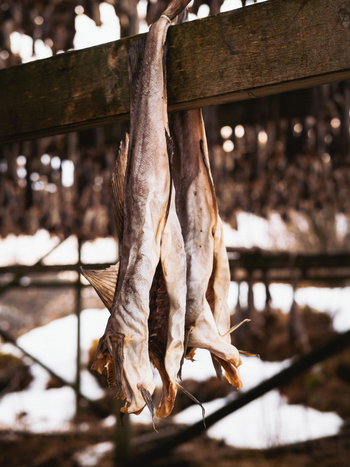 View of dried fish hang from a wooden beam creating a stark contrast against the snowy ground a scene of tradition and preservation Henningsv&aelig;r Nordland Norway.