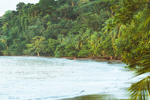 View of a tropical beach with lush jungle vegetation palm trees and gentle waves washing onto the sandy shore in Costa Rica.