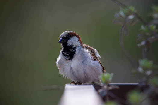 View of a house sparrow with ruffled feathers perched on a metal railing against a soft green background in Lahore Punjab Pakistan. View of a house sparrow with ruffled feathers perched on a metal railing against a soft green background in Lahore Punjab Pakistan.