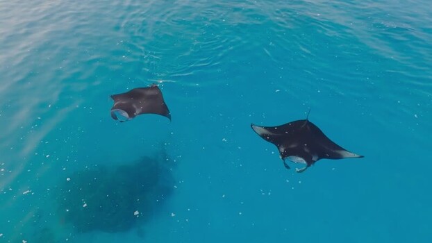 Aerial view of manta ray in the ocean Maldives. Aerial view of manta ray in the ocean Maldives.