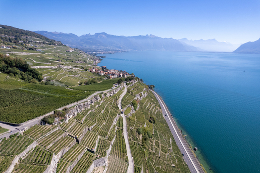 Aerial view of the terraced vineyards of Vignoble du Lavaux overlooking Lake Geneva with the Alps in the background in Rivaz Vaud Switzerland.