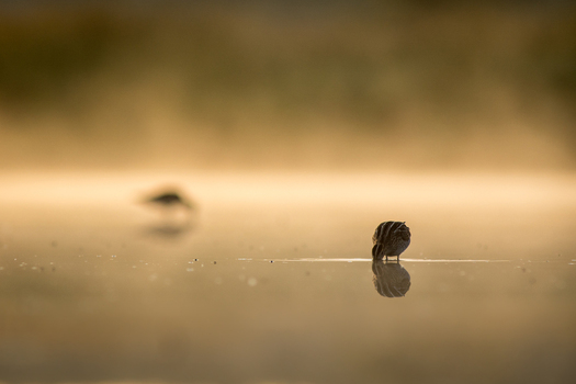 View of a common snipe standing in shallow water with its reflection visible on the surface surrounded by a soft golden morning mist in Debrzno Pomeranian Voivodeshi Poland.