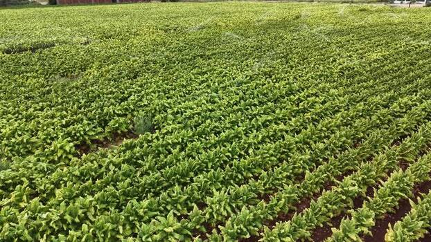 Aerial view of tobacco fields in Talayuela Spain. Aerial view of tobacco fields in Talayuela Spain.