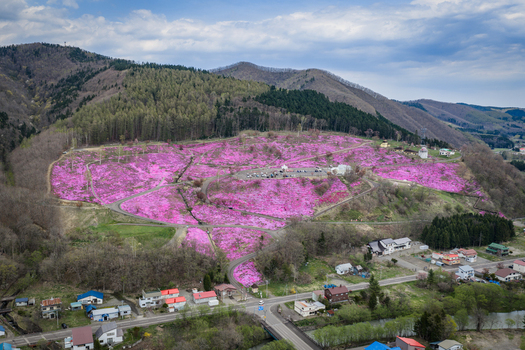 Aerial view of the vibrant pink moss fields at Higashimokoto Shibazakura Park set against rolling hills and forest in Ozora Hokkaido Japan. Aerial view of the vibrant pink moss fields at Higashimokoto Shibazakura Park set against rolling hills and forest in Ozora Hokkaido Japan.