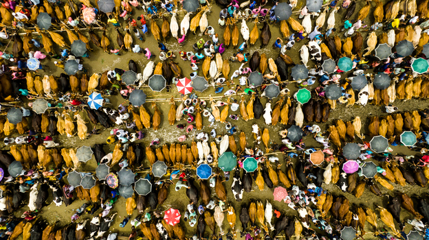 Aerial view of Baish Mowza Sarak Bazar with numerous cattle and people holding colorful umbrellas in Nabinagar Chittagong Division Bangladesh. Aerial view of Baish Mowza Sarak Bazar with numerous cattle and people holding colorful umbrellas in Nabinagar Chittagong Division Bangladesh.